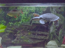 Calypso 05 - Fly River Turtle