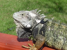 Icarus 05 - Green Iguana