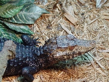 Kain 02 - Cuvier's Dwarf Caiman