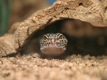 Male Leopard Gecko 05