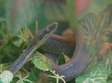 Macklott's Python 05