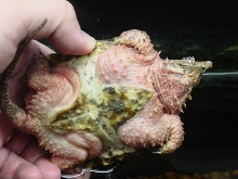 Hypo Alligator Snapping Turtle