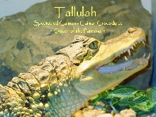 Tallulah 05 - Spectacled Caiman