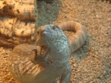 Samson 2/05 - Savanna Monitor