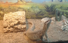 Samson 05 - Savanna Monitor