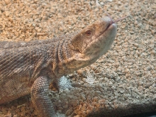 Samson 3/05 - Savanna Monitor