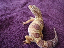 Albino Leo