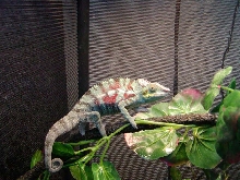 Young CB Ambanja Male