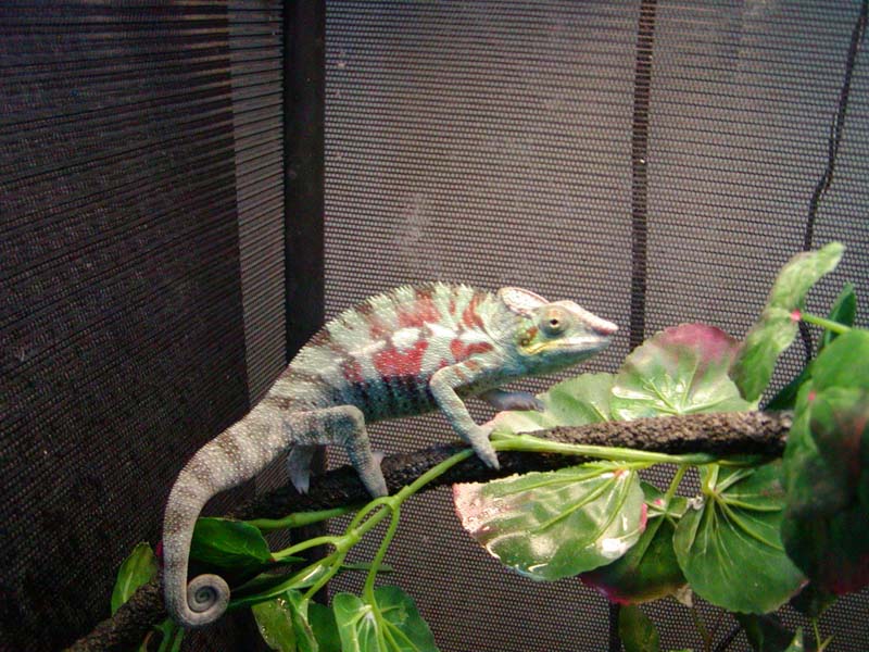 Young CB Ambanja Male