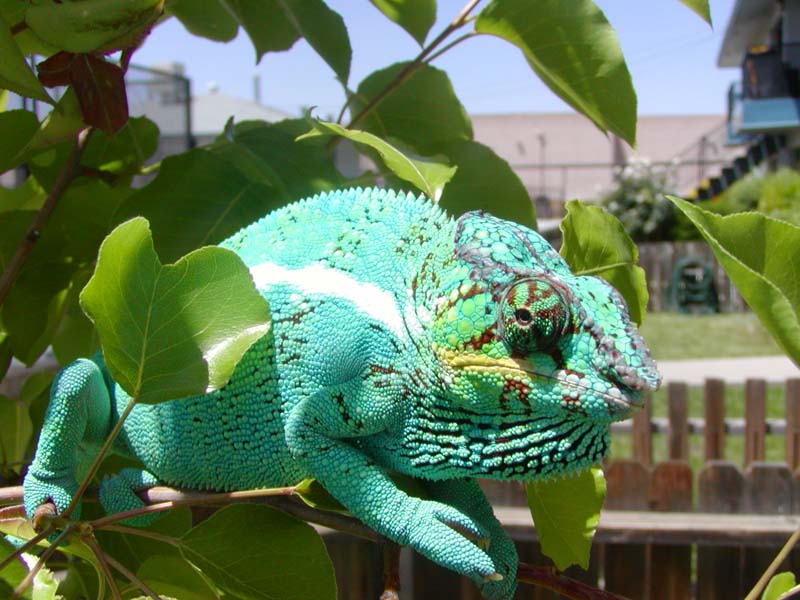 Azul