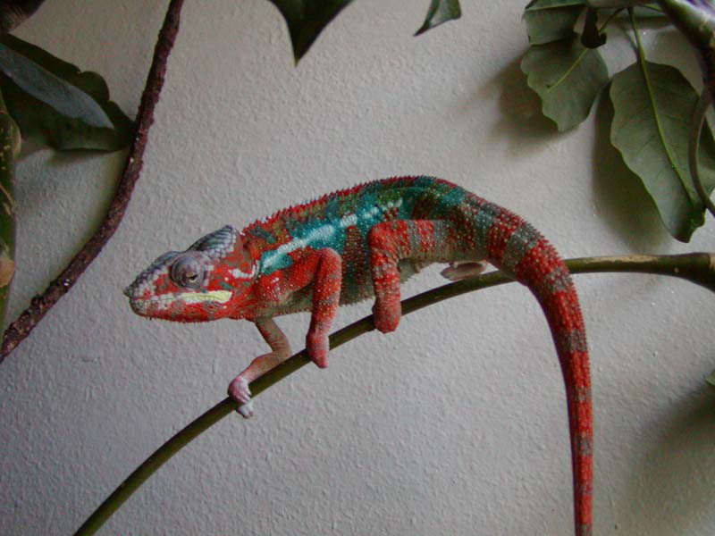 Chaco