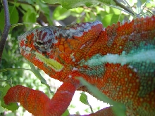 Chaco