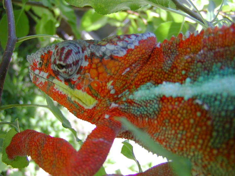 Chaco