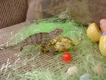 Easter at our house - always a little different