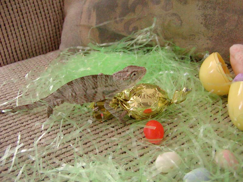 Easter at our house - always a little different