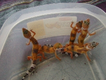 Five lot of Hypo Tangs