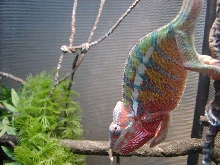 Foghat -  juvenile male Ambilobe