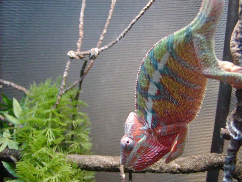 Foghat -  juvenile male Ambilobe