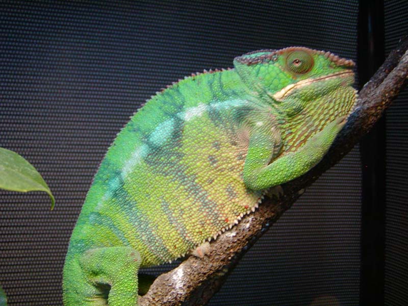 Blue Bar Ambilobe relaxed