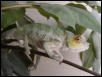 Ambanja Boy 1
