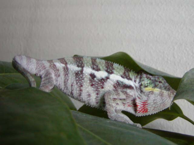 Ambanja boy 2