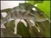 Ambanja boy 4