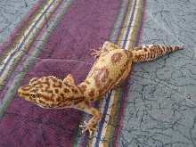Sheena - Jungle Albino Girl