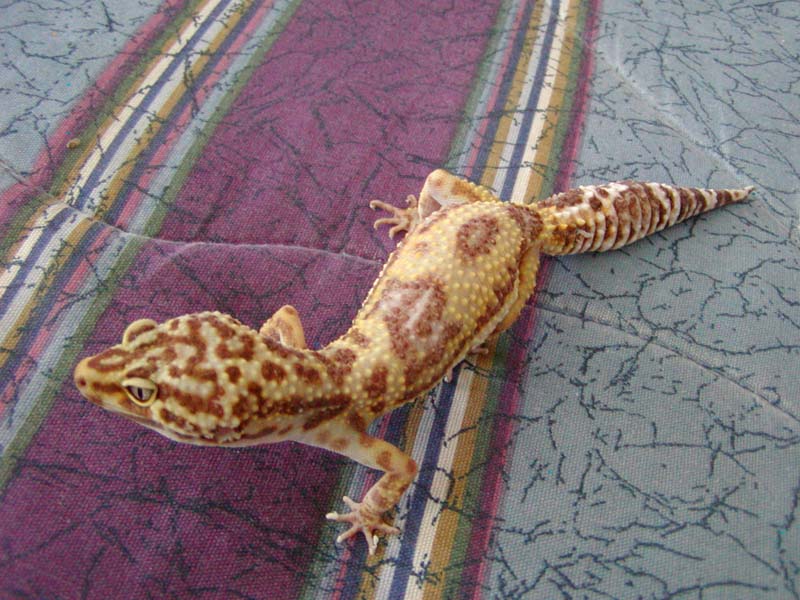 Sheena - Jungle Albino Girl