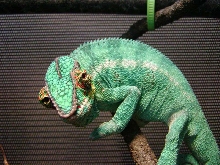 Nosy Be Sire