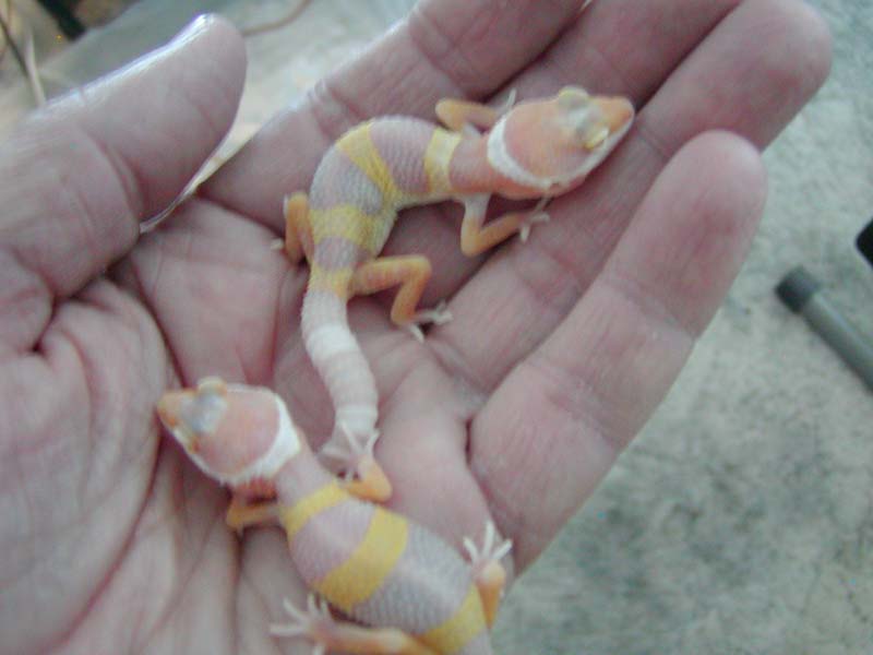 Little Trempers