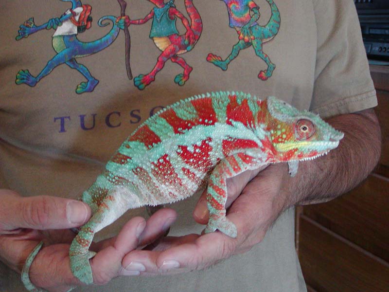 Young Zeus