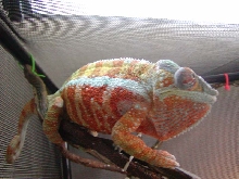 Big Papa Zeus