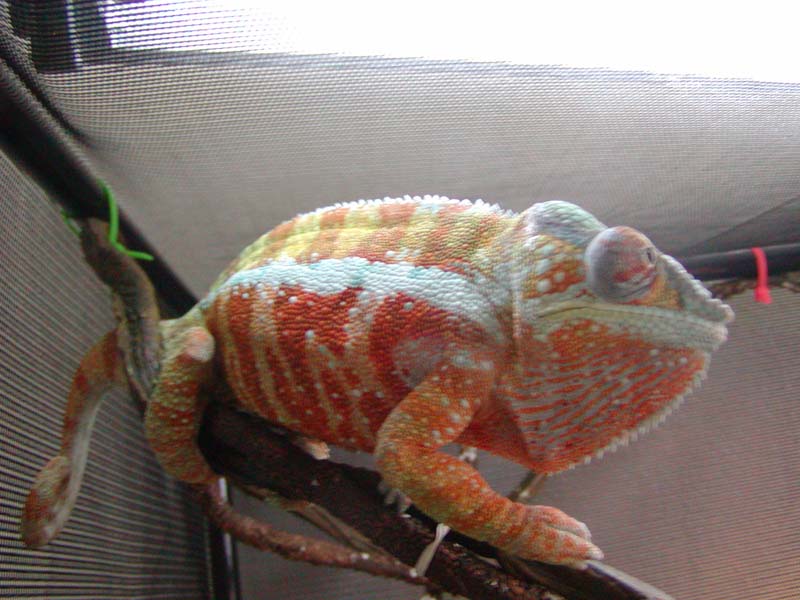 Big Papa Zeus