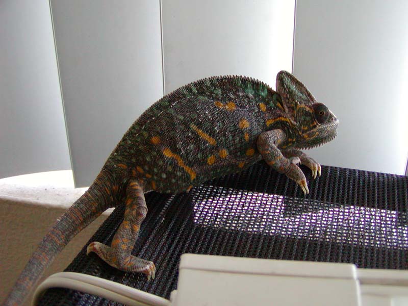 Zhanna, gravid female Veiled