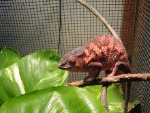 Cinny gravid female Ambanja