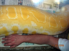 Albino Burmese Girth