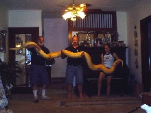 Albino Burmese at 3-Years