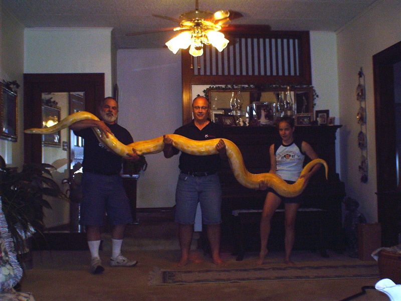 Albino Burmese at 3-Years