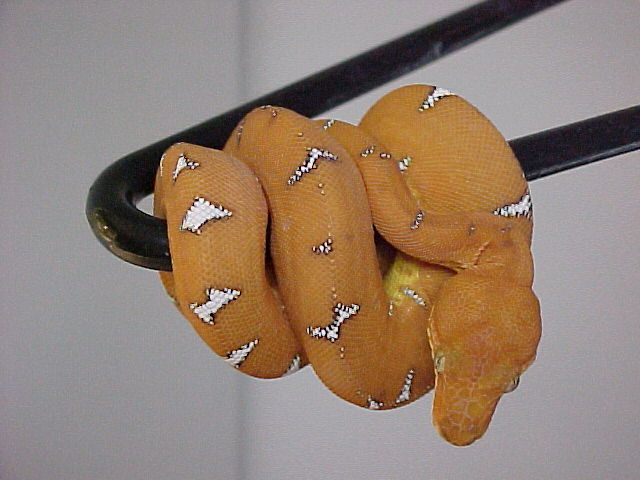 ETB 07