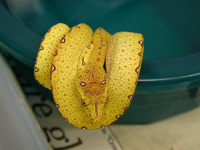 GTP 04
