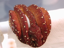 GTP 05