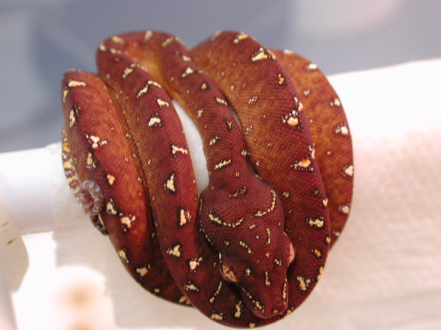 GTP 05