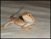Draco
