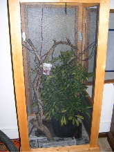 Veiled Cage
