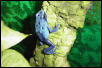 adult breeder azureus