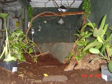 sumatran water monitors home