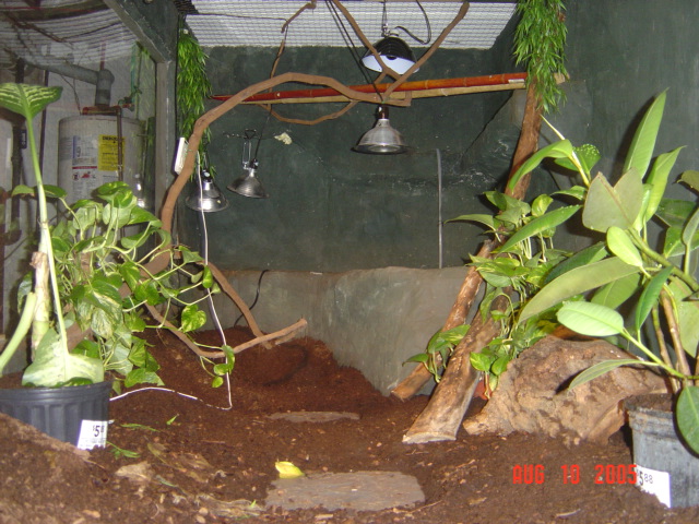 sumatran water monitors home