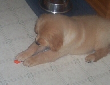 Gallagher likes carrots