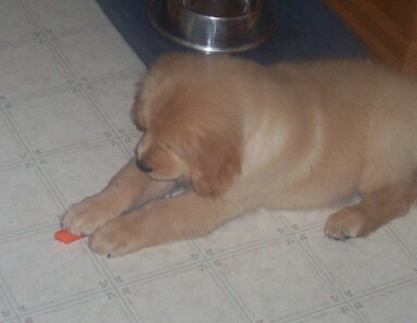 Gallagher likes carrots