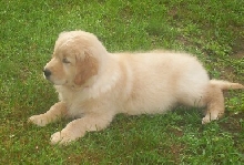 Gallagher's introduction picture